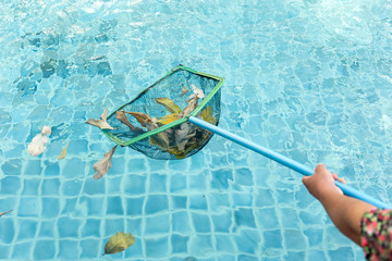 Cleaning swimming pool of fall leaves with cleaning net