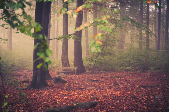 M&auml;rchenwald Herbst