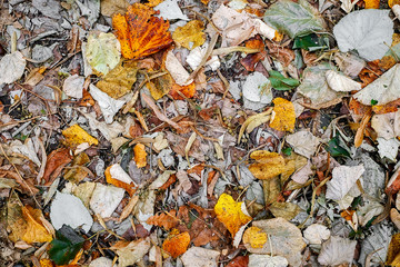 Colorful autumn leaves background, top view.