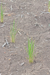 Clumps of planted green rice on cracked dried soil rice field
