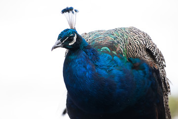 Obraz premium A beautiful peacock in the park