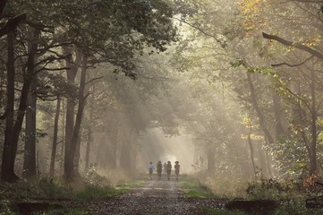 course matinale dans la forêt 