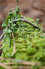 Green forest moss on pine stump