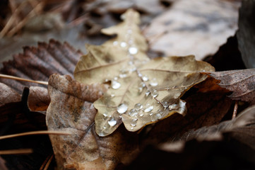 Oak leaves and dew