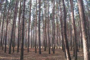 Obraz premium Autumn old pine forest