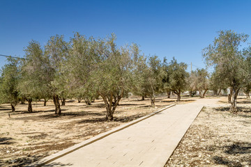 Fototapeta premium Olive trees in the garden
