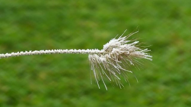 Binsengras mit Raureif geschm&uuml;ckt schaukelt vor gr&uuml;nem Hintergrund im Wind (Nahaufnahme)