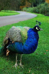 Fototapeta premium Peacock standing on green grass
