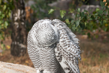 Beautiful owls in the park