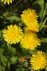 Löwenzahnblüte (Taraxacum)