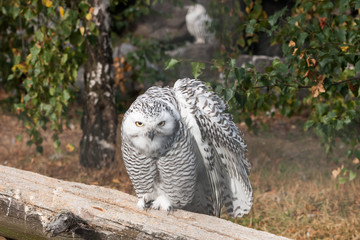 Beautiful owls in the park