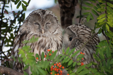 Beautiful owls in the park
