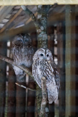 Beautiful owls in the park
