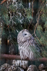 Beautiful owls in the park