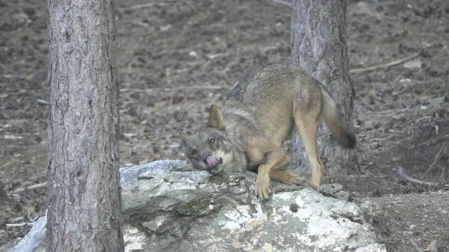 Slow motion of wolf playing over rocks in slow motion