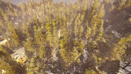 aerial view of a north american forest at fall 3d rendering