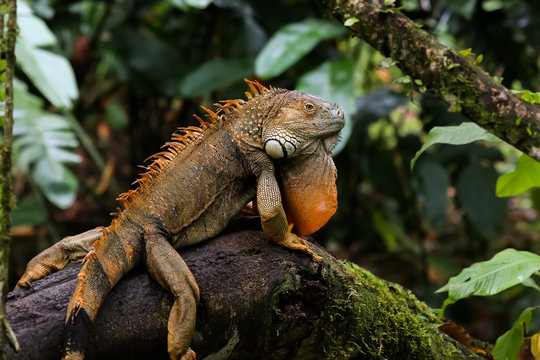 Gruener Leguan in Costa Rica