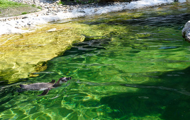 Penguin bird jumping into the water and swimming