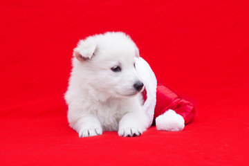 puppy in a Christmas hat