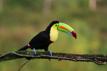 Regenbogentukan in Costa Rica © Uwe Bergwitz