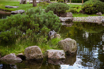 A beautiful heron standing near pond in a park
