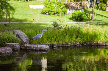 Naklejka premium A beautiful heron standing near pond in a park