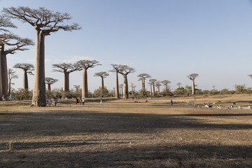 Baobab tree forest