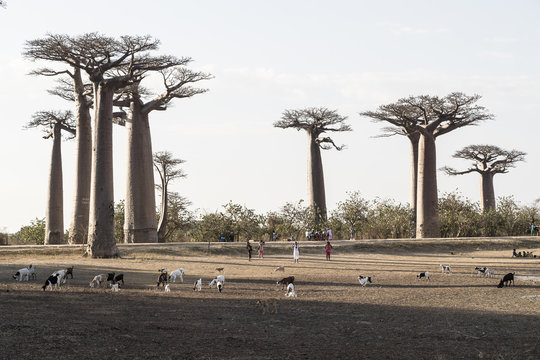 Baobab tree forest