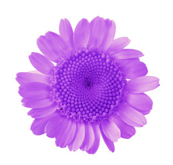 small lilac isolated circle bloom