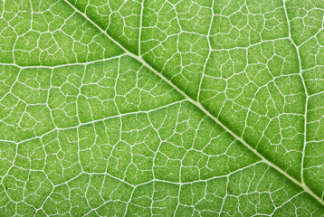 bright green leaf background
