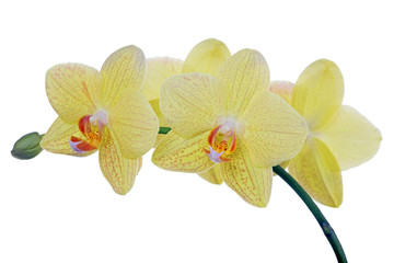 lemon yellow fine orchids in red spots
