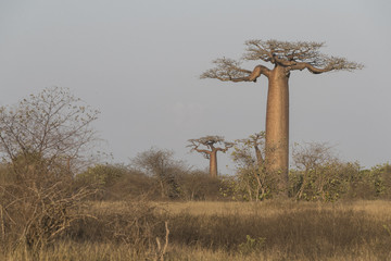 Baobab trees