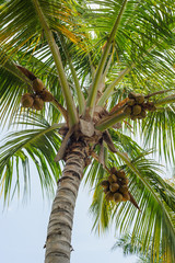 Dominican Republic palm
