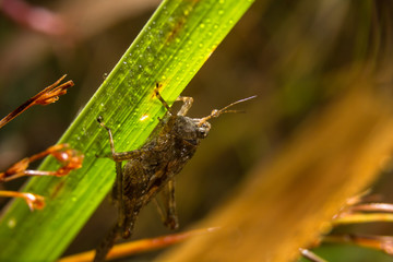 Grasshopper on nature leaves as background