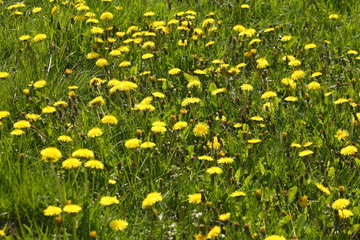 Löwenzahnblüten auf einer Wiese