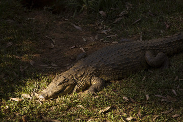 Portrait Madagascar Crocodile, Crocodylus niloticus madagascariensis, Madagascar