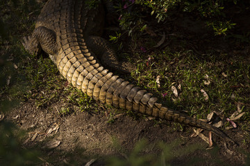 Portrait Madagascar Crocodile, Crocodylus niloticus madagascariensis, Madagascar