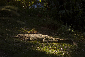 Portrait Madagascar Crocodile, Crocodylus niloticus madagascariensis, Madagascar