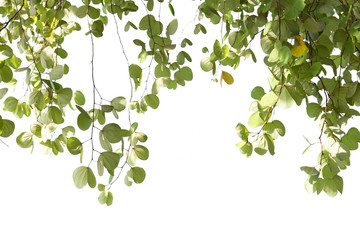 Green leaves of Bauhinia tree with sunlight isolated