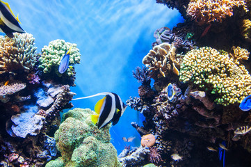 Fototapeta na wymiar Tropical fishes on the coral reef