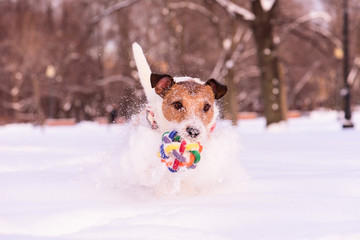 Pet dog running and playing in snowy winter park