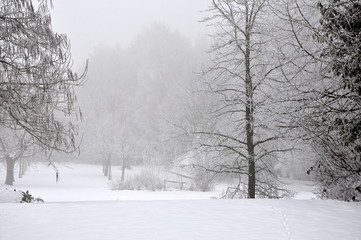 fog in garden with snow in Belgium in winter 