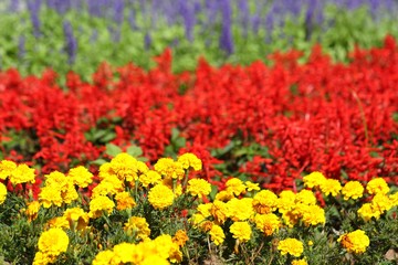 Marigold and other flowers in the garden.