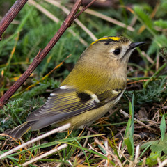 Goldcrest on the ground at Oland Island