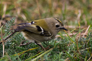 Goldcrest on autumn migration at Oland Island