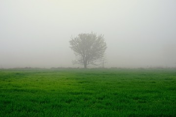 Obraz na płótnie Canvas fogy tree