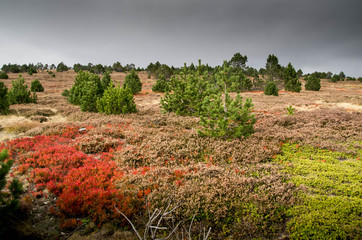 paysage mont lozère