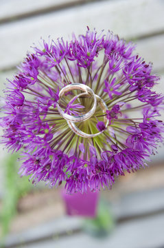 Zierlauch lila Blume Ringe Hochzeit 
