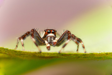 Male Two-striped Jumping Spider (Telamonia dimidiata, Salticidae) resting and crawling on a green leaf