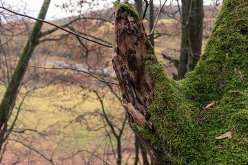 Tree trunk with moss